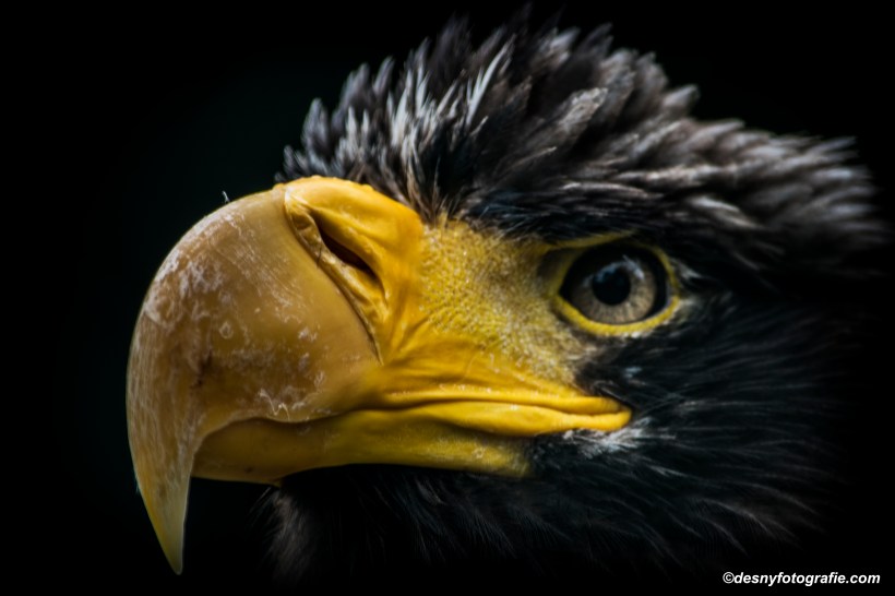 Adelaar 1 - Avifauna