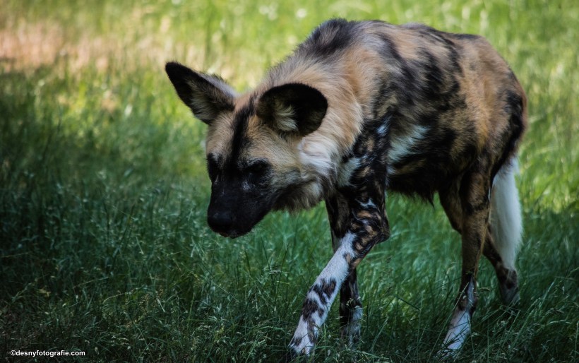 Afrikaanse wilde hond - Safaripark Beekse Bergen