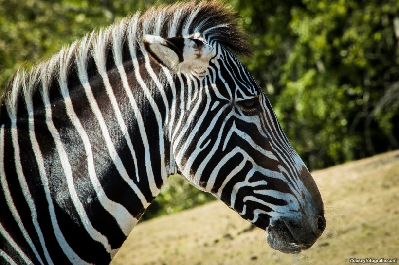 Zebra - Safaripark Beekse Bergen