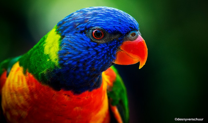De Lori van de Blauwe Bergen - Genomen in Wildlands Zoo Emmen