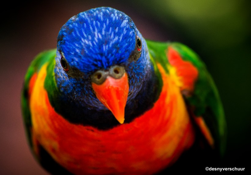 De Lori van de Blauwe Bergen - Wildlands Zoo Emmen