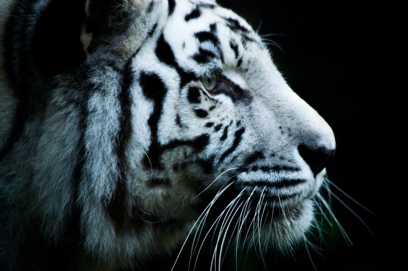 WItte tijger amersfoort