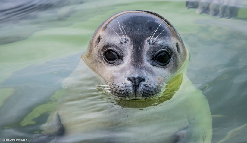 Zeehondje