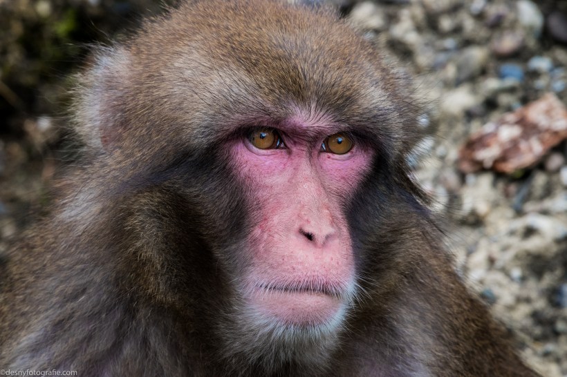 Japanse Makaak - Dierenpark Amersfoort