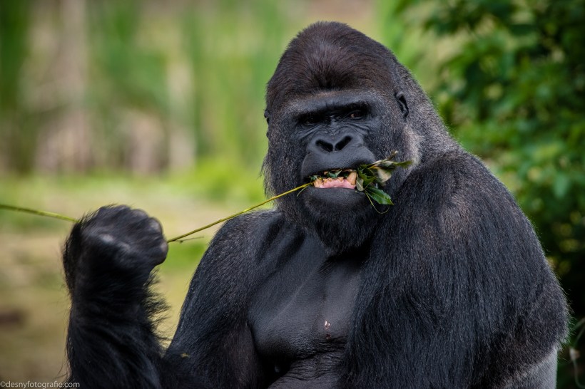 Gorilla